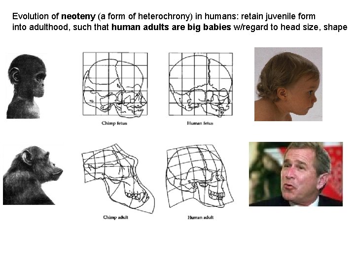 Evolution of neoteny (a form of heterochrony) in humans: retain juvenile form into adulthood,