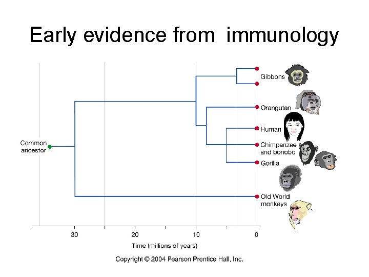 Early evidence from immunology 