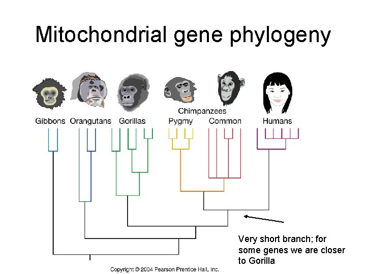 Mitochondrial gene phylogeny Very short branch; for some genes we are closer to Gorilla