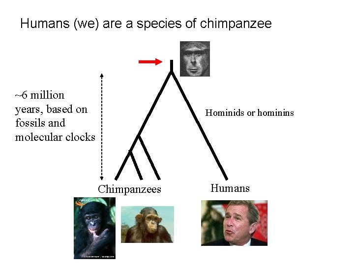 Humans (we) are a species of chimpanzee ~6 million years, based on fossils and