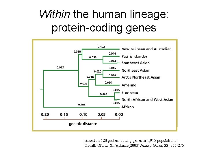 Within the human lineage: protein-coding genes Based on 120 protein-coding genes in 1, 915