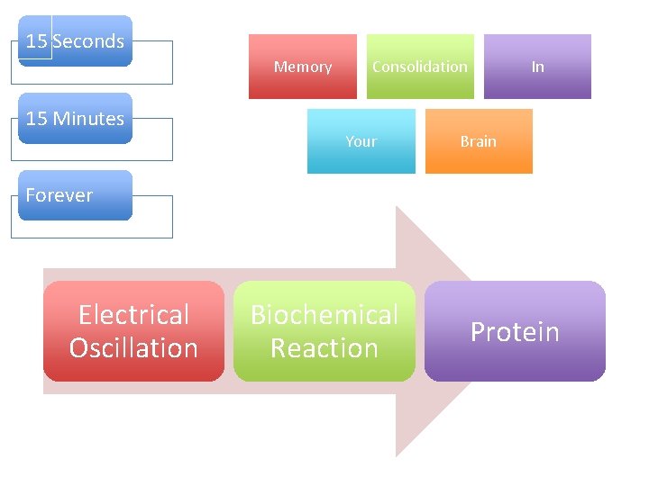 15 Seconds Memory 15 Minutes Consolidation Your In Brain Forever Electrical Oscillation Biochemical Reaction