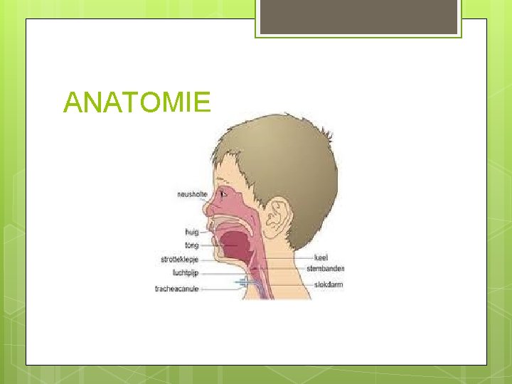 ANATOMIE ANATOMIE