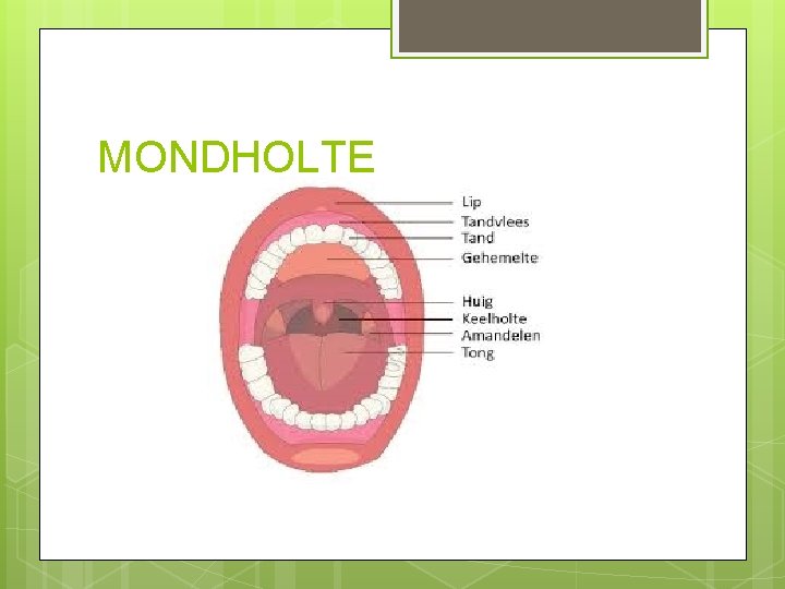 MONDHOLTE 