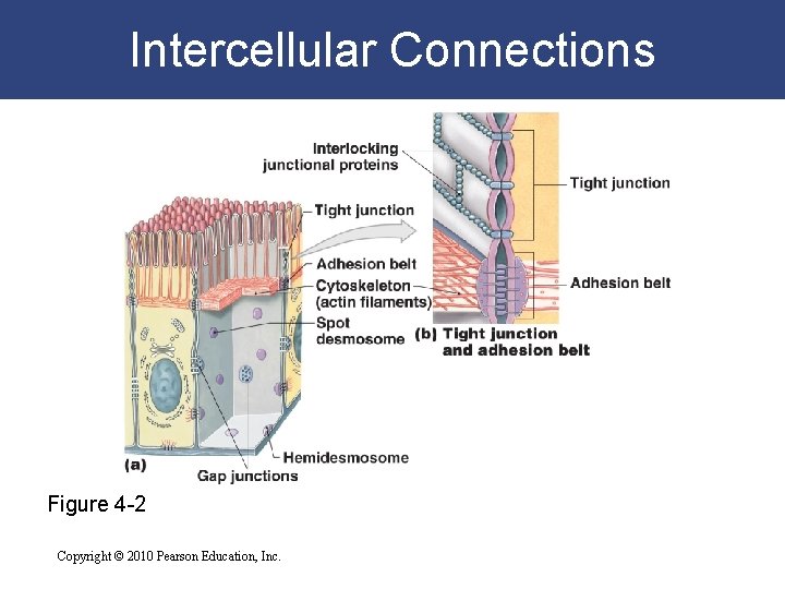 Intercellular Connections Figure 4 -2 Copyright © 2010 Pearson Education, Inc. 