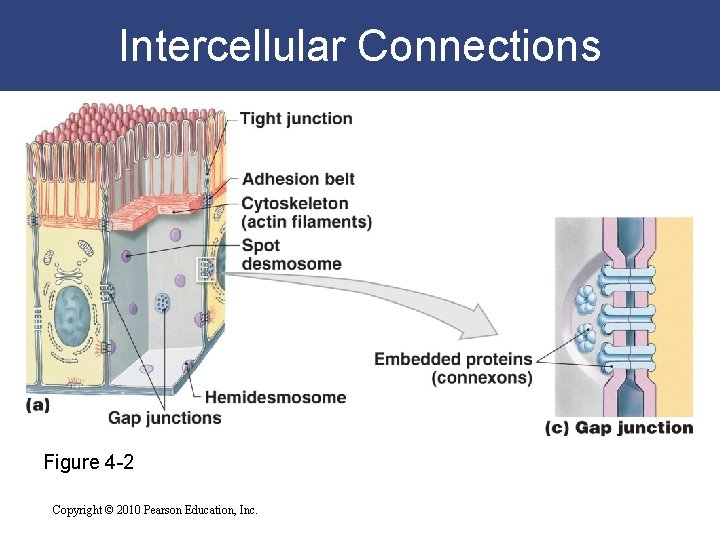 Intercellular Connections Figure 4 -2 Copyright © 2010 Pearson Education, Inc. 