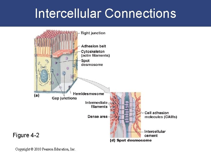 Intercellular Connections Figure 4 -2 Copyright © 2010 Pearson Education, Inc. 