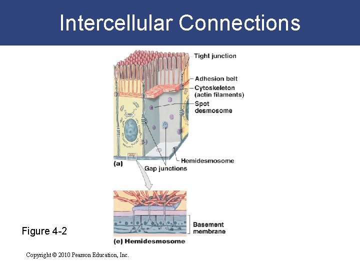 Intercellular Connections Figure 4 -2 Copyright © 2010 Pearson Education, Inc. 