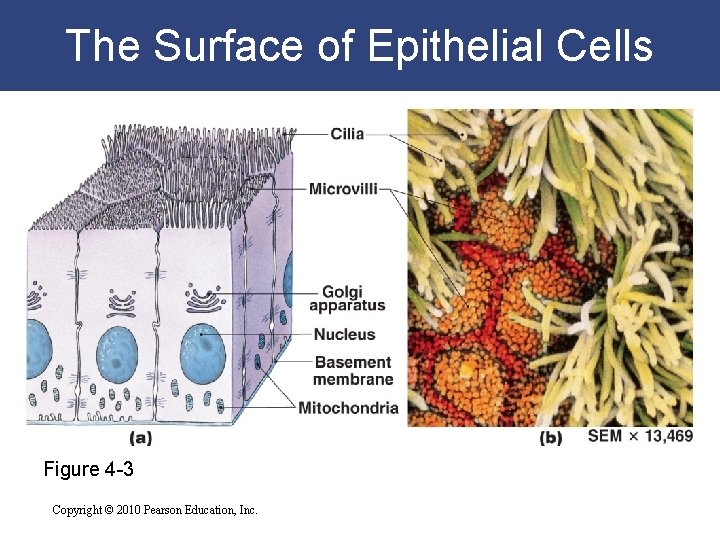 The Surface of Epithelial Cells Figure 4 -3 Copyright © 2010 Pearson Education, Inc.