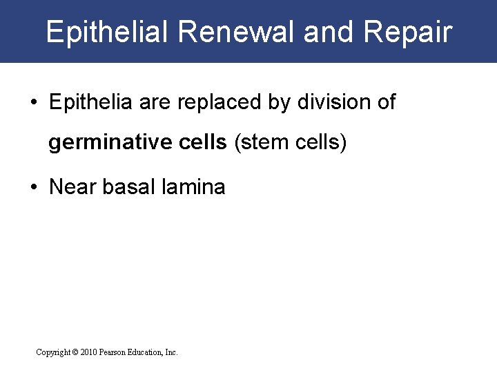 Epithelial Renewal and Repair • Epithelia are replaced by division of germinative cells (stem
