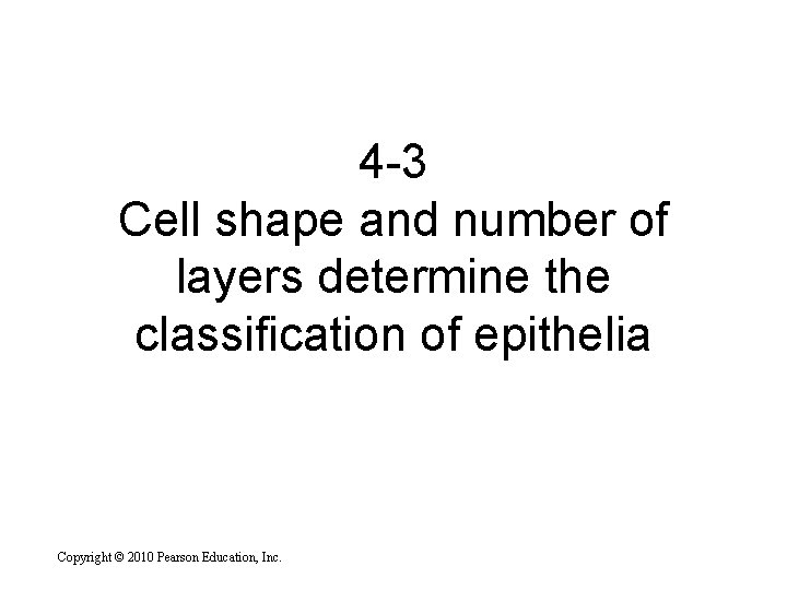 4 -3 Cell shape and number of layers determine the classification of epithelia Copyright