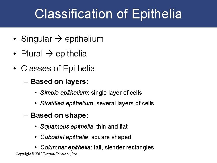 Classification of Epithelia • Singular epithelium • Plural epithelia • Classes of Epithelia –