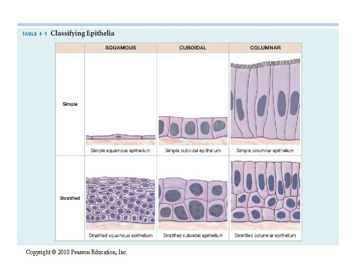 Copyright © 2010 Pearson Education, Inc. 