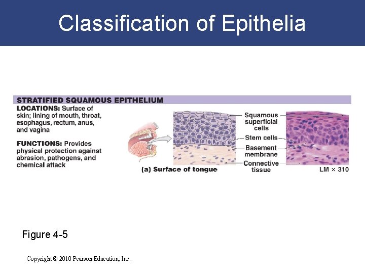 Classification of Epithelia Figure 4 -5 Copyright © 2010 Pearson Education, Inc. 