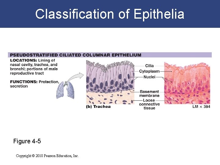 Classification of Epithelia Figure 4 -5 Copyright © 2010 Pearson Education, Inc. 