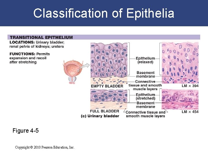 Classification of Epithelia Figure 4 -5 Copyright © 2010 Pearson Education, Inc. 