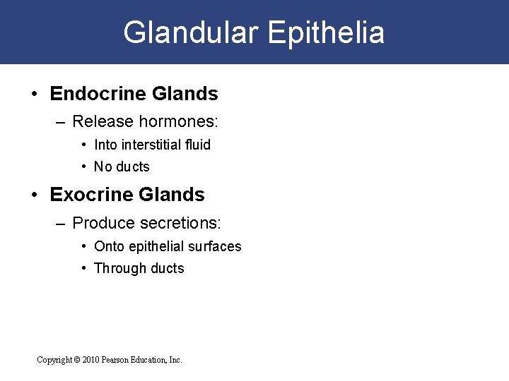 Glandular Epithelia • Endocrine Glands – Release hormones: • Into interstitial fluid • No