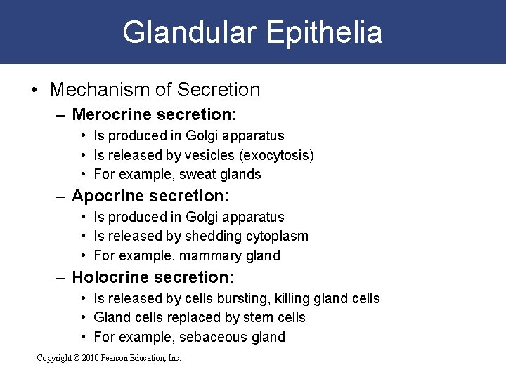 Glandular Epithelia • Mechanism of Secretion – Merocrine secretion: • Is produced in Golgi