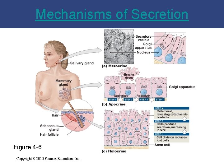 Mechanisms of Secretion Figure 4 -6 Copyright © 2010 Pearson Education, Inc. 