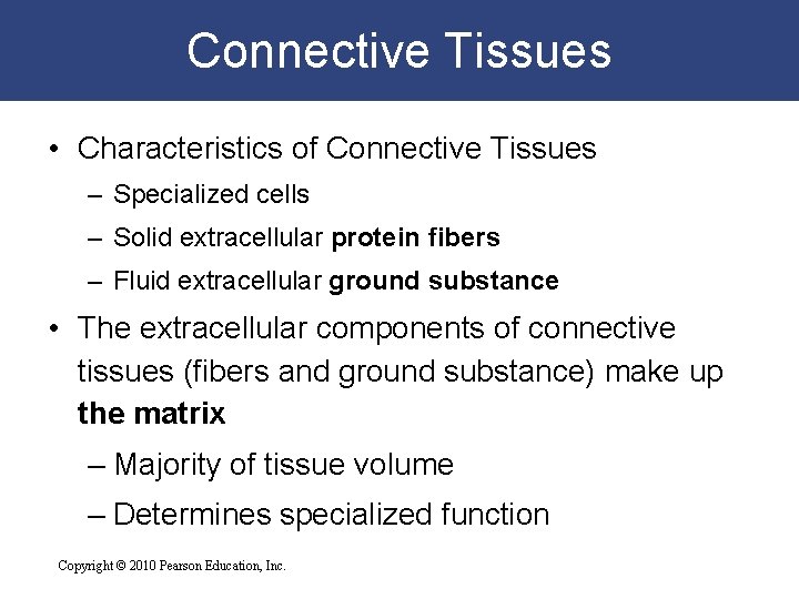 Connective Tissues • Characteristics of Connective Tissues – Specialized cells – Solid extracellular protein