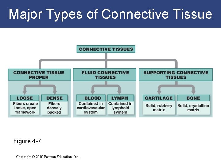 Major Types of Connective Tissue Figure 4 -7 Copyright © 2010 Pearson Education, Inc.
