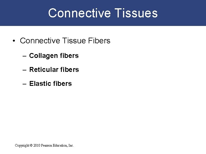 Connective Tissues • Connective Tissue Fibers – Collagen fibers – Reticular fibers – Elastic