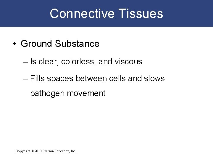 Connective Tissues • Ground Substance – Is clear, colorless, and viscous – Fills spaces