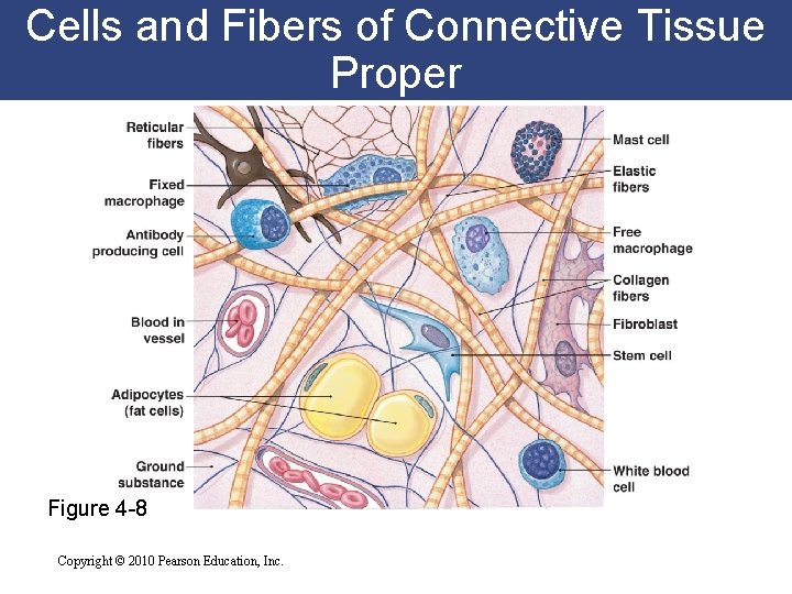 Cells and Fibers of Connective Tissue Proper Figure 4 -8 Copyright © 2010 Pearson