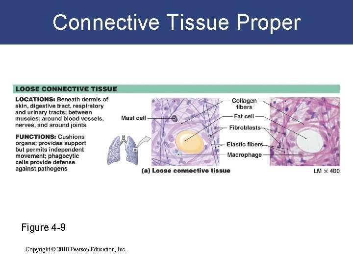 Connective Tissue Proper Figure 4 -9 Copyright © 2010 Pearson Education, Inc. 