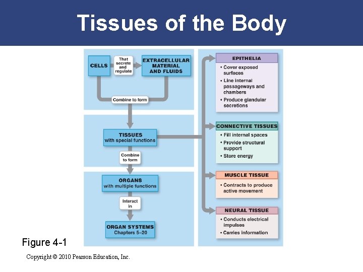 Tissues of the Body Figure 4 -1 Copyright © 2010 Pearson Education, Inc. 