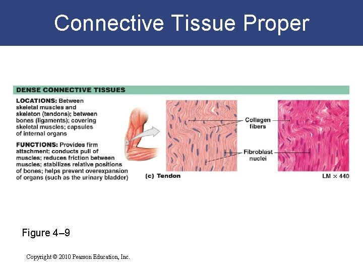 Connective Tissue Proper Figure 4– 9 Copyright © 2010 Pearson Education, Inc. 