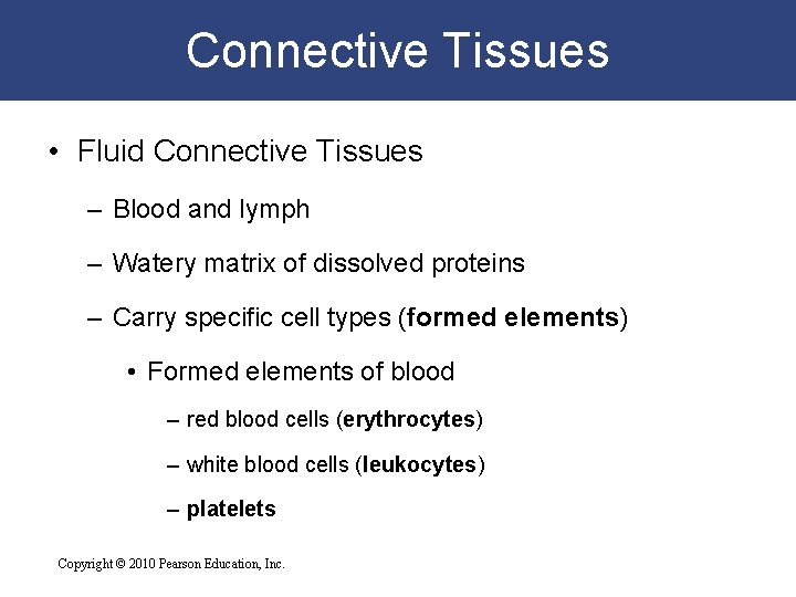 Connective Tissues • Fluid Connective Tissues – Blood and lymph – Watery matrix of