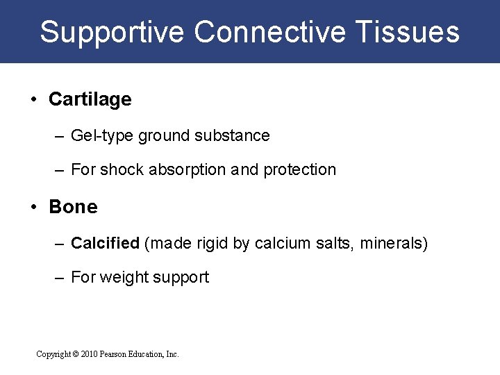 Supportive Connective Tissues • Cartilage – Gel-type ground substance – For shock absorption and