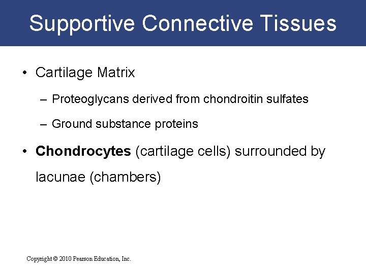 Supportive Connective Tissues • Cartilage Matrix – Proteoglycans derived from chondroitin sulfates – Ground