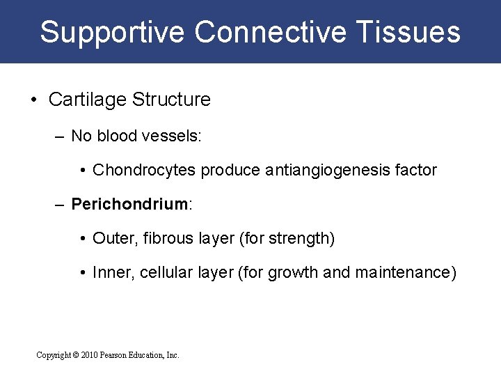 Supportive Connective Tissues • Cartilage Structure – No blood vessels: • Chondrocytes produce antiangiogenesis