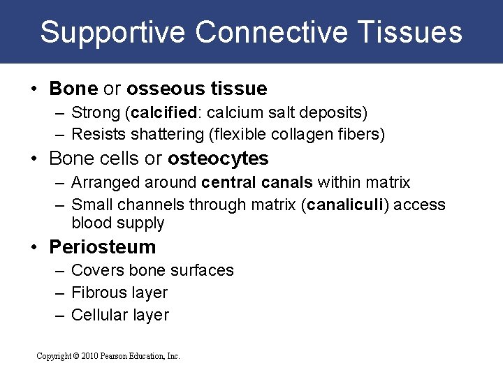 Supportive Connective Tissues • Bone or osseous tissue – Strong (calcified: calcium salt deposits)