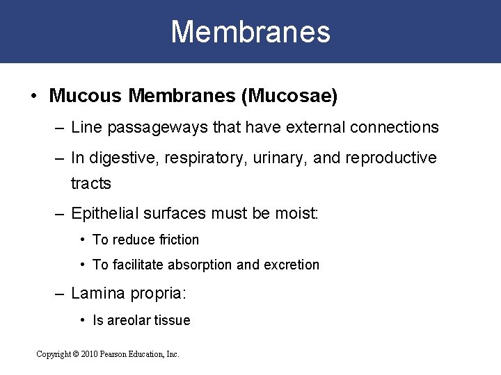 Membranes • Mucous Membranes (Mucosae) – Line passageways that have external connections – In