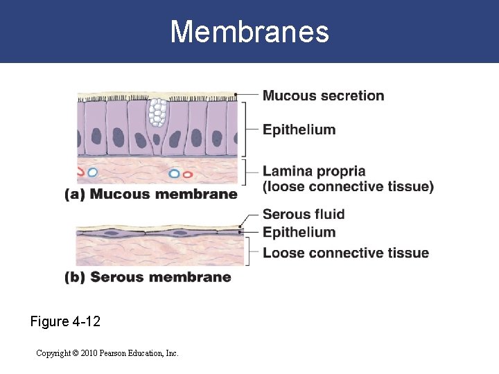 Membranes Figure 4 -12 Copyright © 2010 Pearson Education, Inc. 