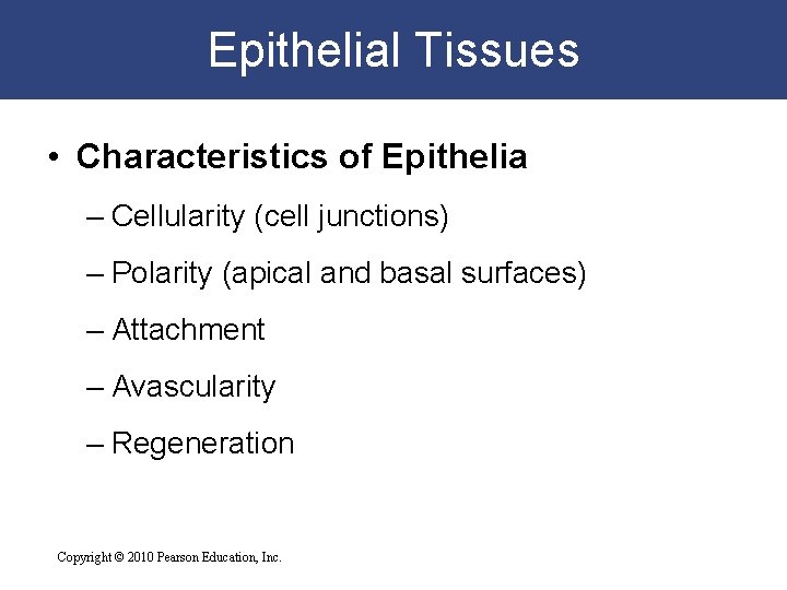 Epithelial Tissues • Characteristics of Epithelia – Cellularity (cell junctions) – Polarity (apical and
