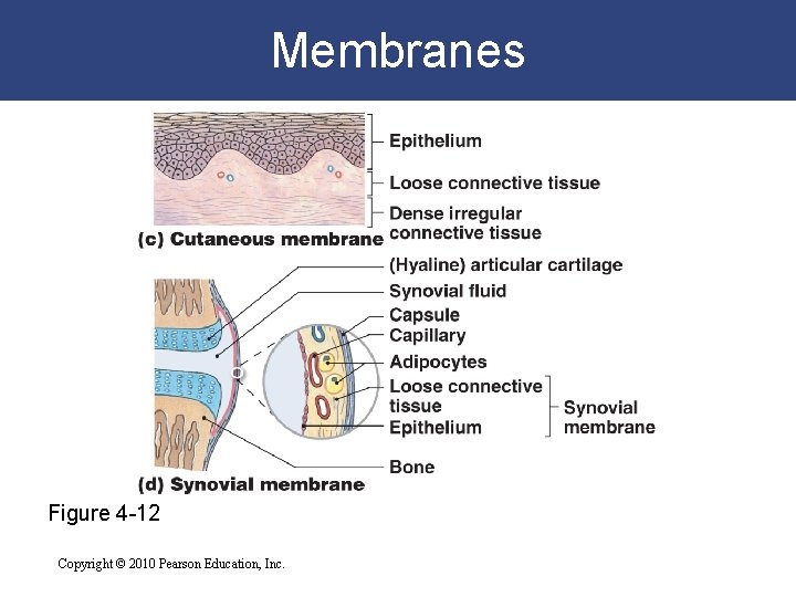 Membranes Figure 4 -12 Copyright © 2010 Pearson Education, Inc. 