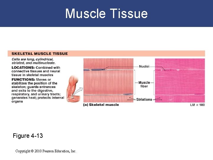 Muscle Tissue Figure 4 -13 Copyright © 2010 Pearson Education, Inc. 