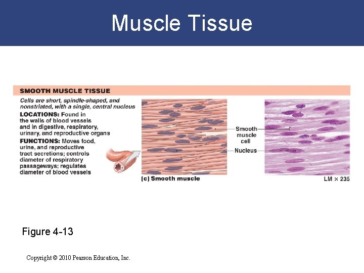 Muscle Tissue Figure 4 -13 Copyright © 2010 Pearson Education, Inc. 