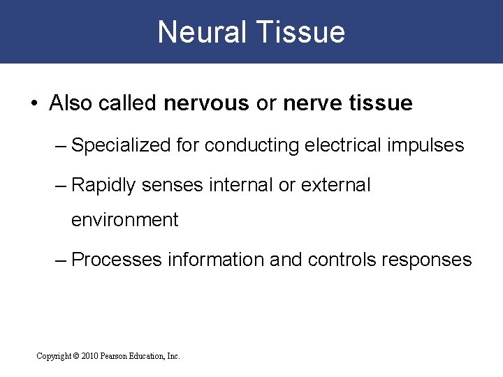 Neural Tissue • Also called nervous or nerve tissue – Specialized for conducting electrical