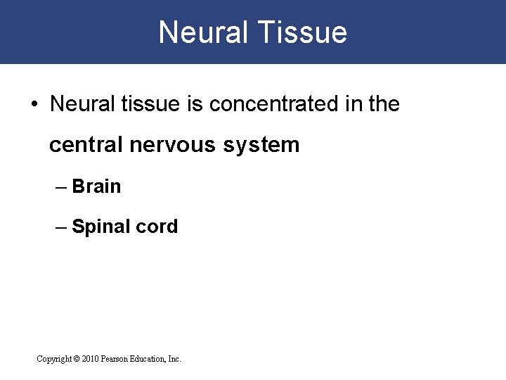 Neural Tissue • Neural tissue is concentrated in the central nervous system – Brain