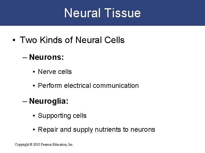 Neural Tissue • Two Kinds of Neural Cells – Neurons: • Nerve cells •