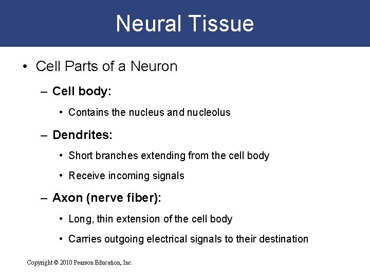 Neural Tissue • Cell Parts of a Neuron – Cell body: • Contains the