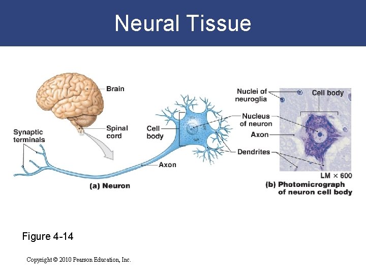 Neural Tissue Figure 4 -14 Copyright © 2010 Pearson Education, Inc. 