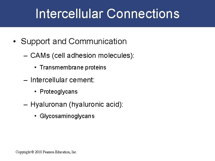 Intercellular Connections • Support and Communication – CAMs (cell adhesion molecules): • Transmembrane proteins