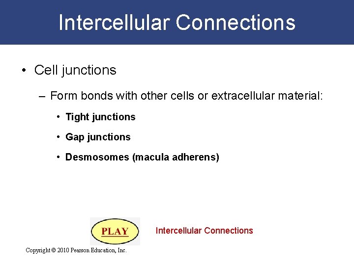 Intercellular Connections • Cell junctions – Form bonds with other cells or extracellular material: