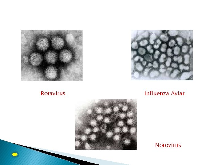 Rotavirus Influenza Aviar Norovirus 